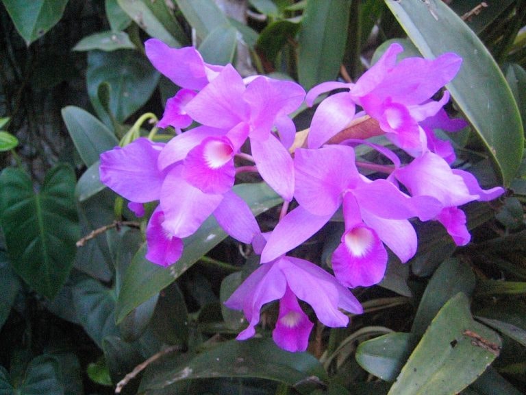 Honduras National Flower Facts Best Flower Site