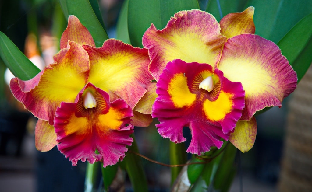 Orchids