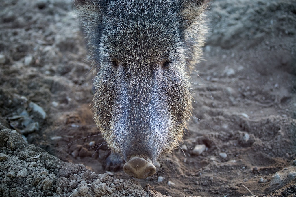 peccaries