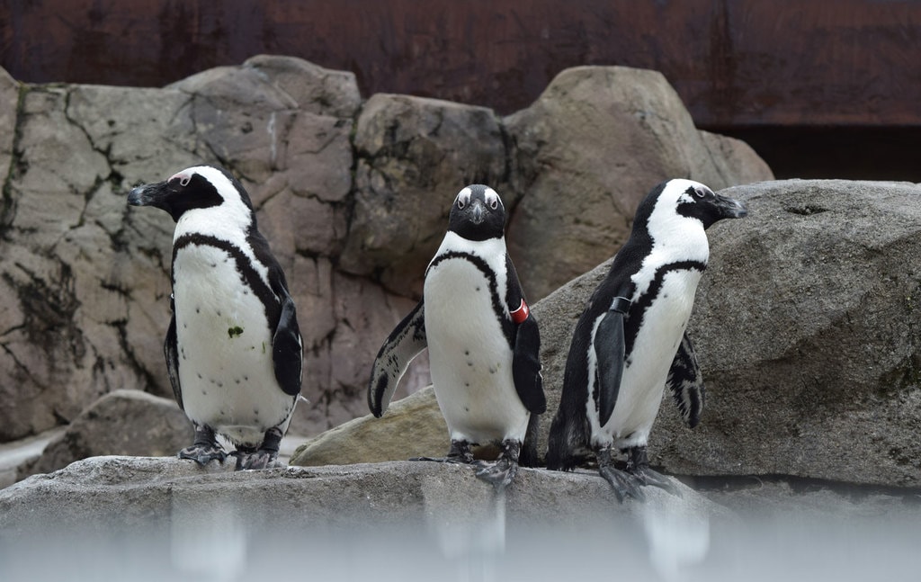 The 10 Coolest Things to See at the National Aviary in Pittsburgh, PA