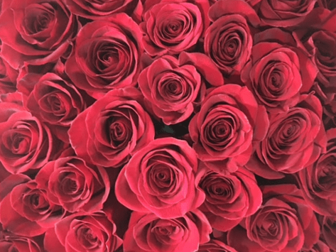 Rosa Rosa Florist