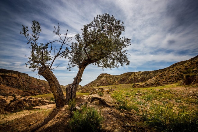 rsz_1rsz_olive_tree