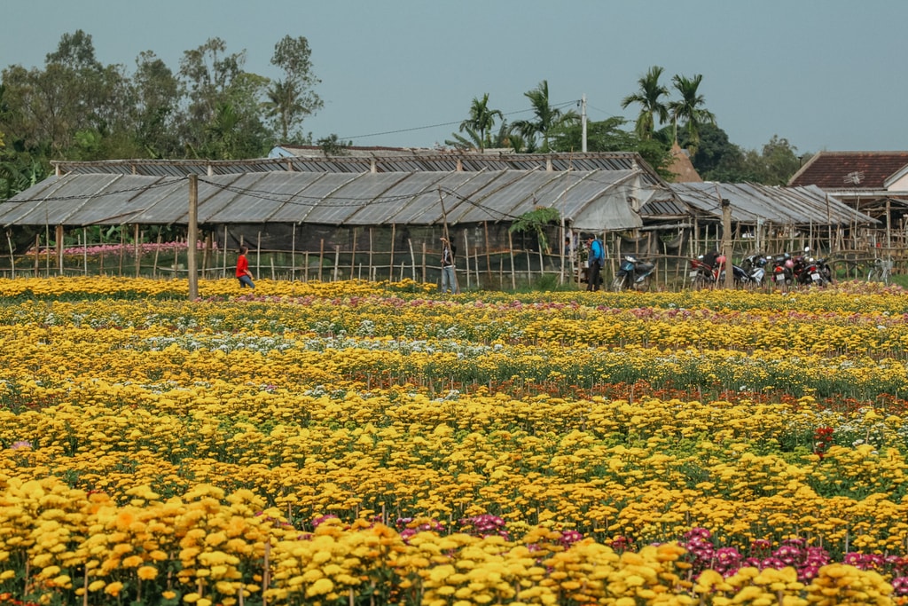 SCTP0124-PHAM-VIETNAM-HUE-TET-2564