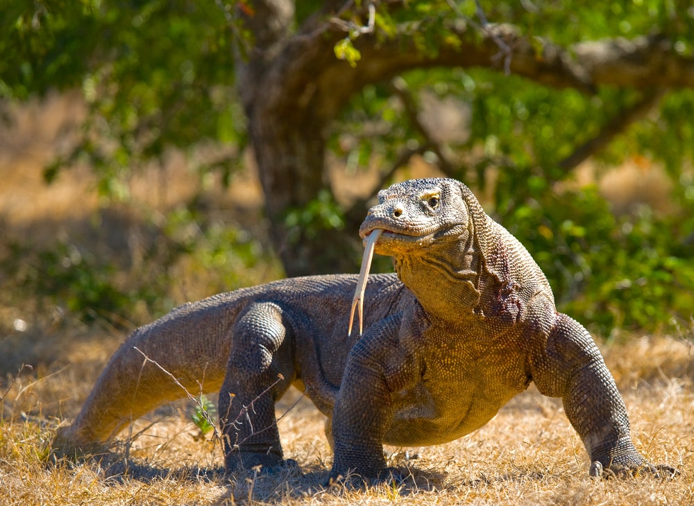 shutterstock_347277923