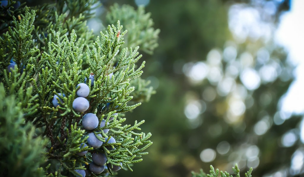Juniper Berries