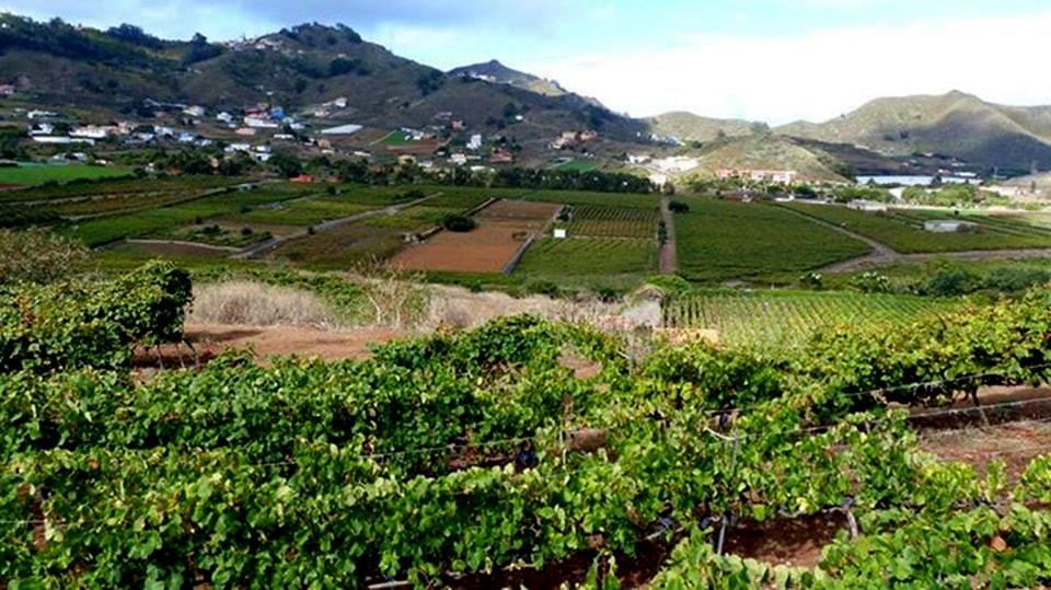 viñedos-el-lomo