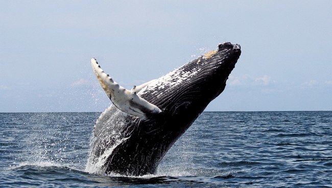 Why Baja California Is One Of The Best Places On Earth To Spot Whales