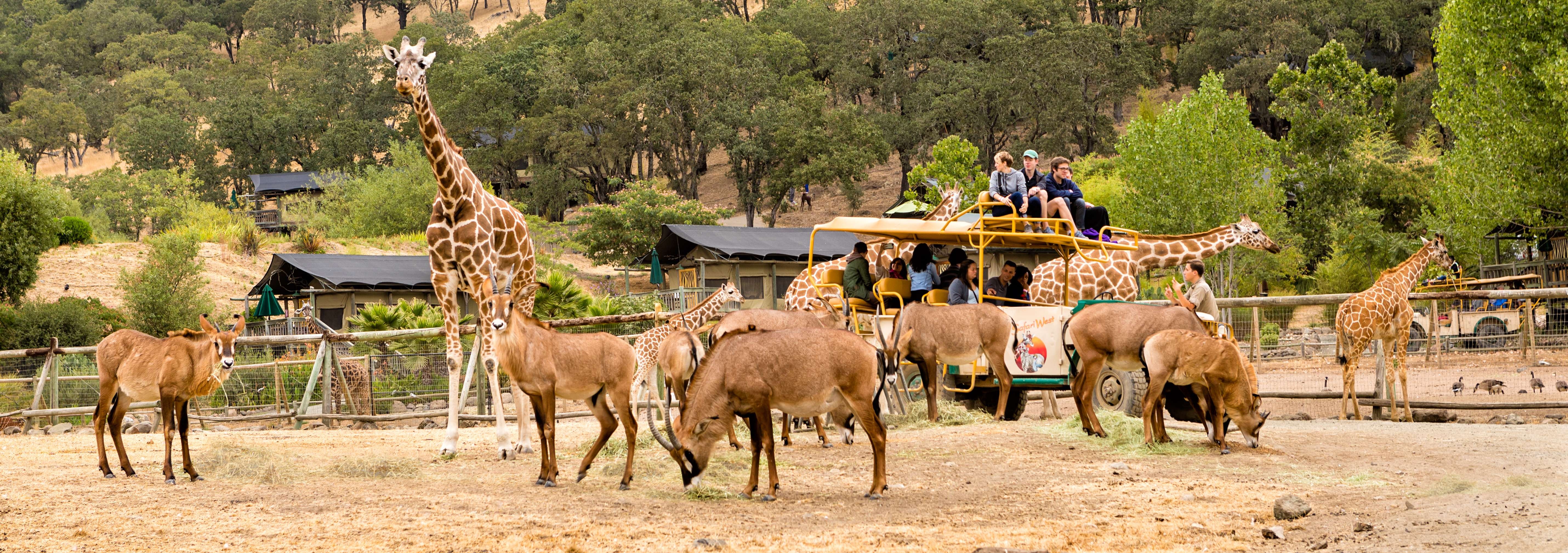 Safari West Wildlife Preserve and African Tent Camp
