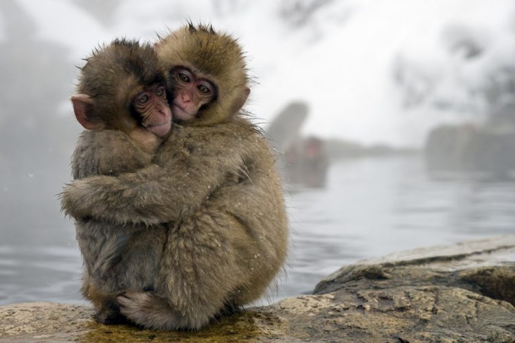 Snow Monkeys