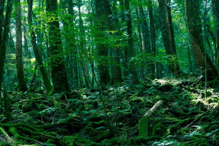 Aokigahara Forest