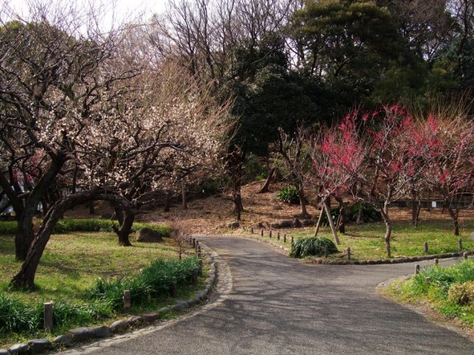 Flowering plum trees of Shiba Park