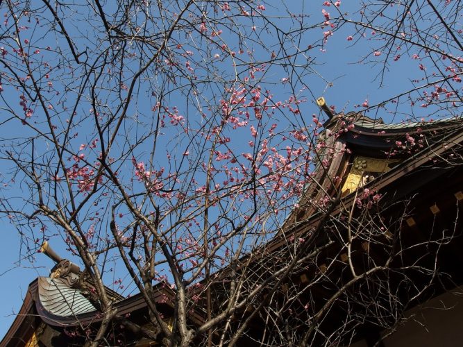 Plum blossoms at Ushi Tenjin
