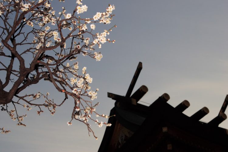 A view of plum blossoms at Yushima Tenjin