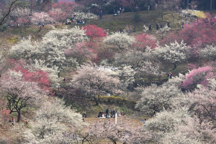Plum Park in Oume, Tokyo-ken