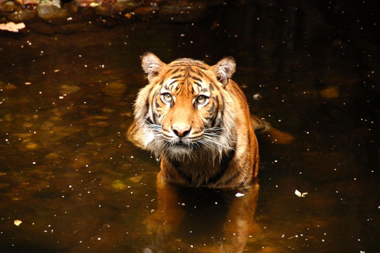 Sumatran tiger in water at Melbourne Zoo