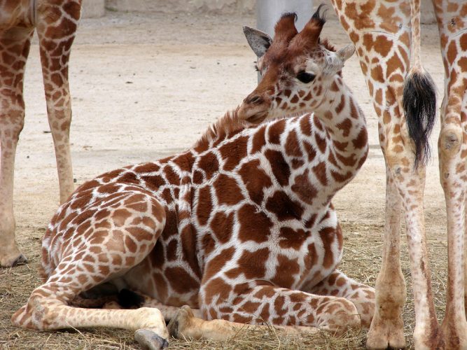 Baby giraffe at the Memphis Zoo