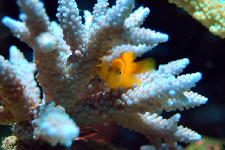 Yellow fish swimming through coral reef