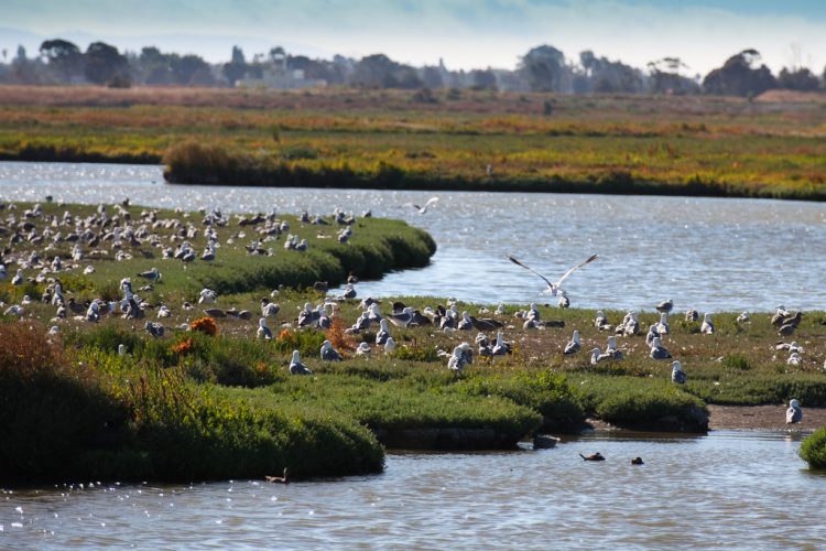 Baylands