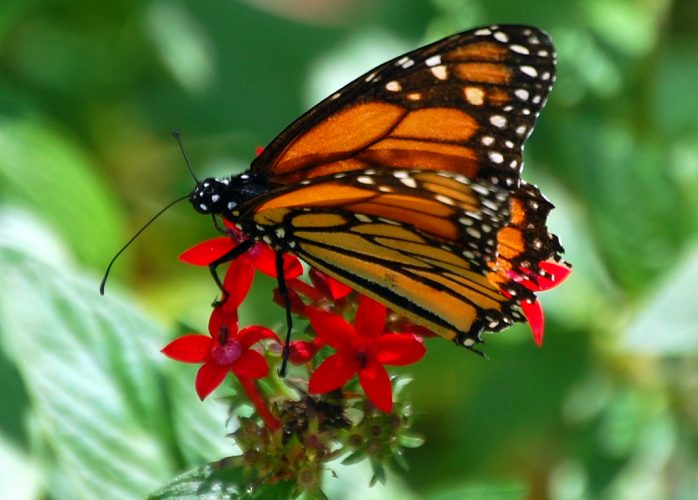 Butterfly at Fairchild Botanical Garden