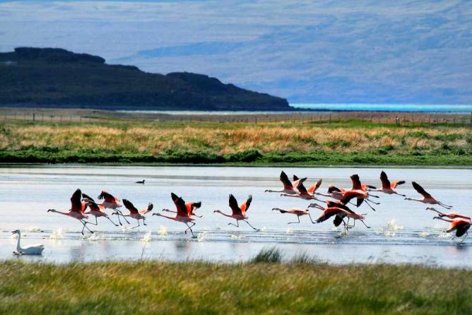 Flamingos in El Calafate