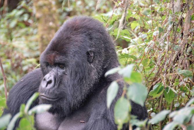 Mountain Gorilla