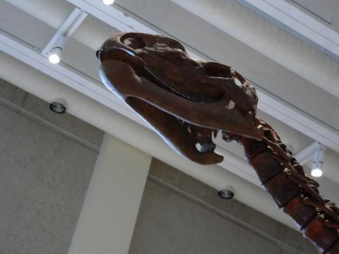 Muttaburrasaurus langdoni at the Queensland Museum