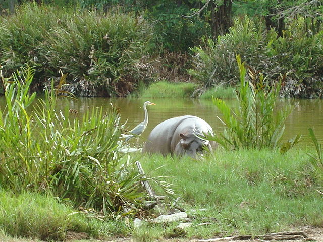 White hippopotamus