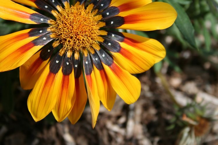 San Antonio Botanical Garden