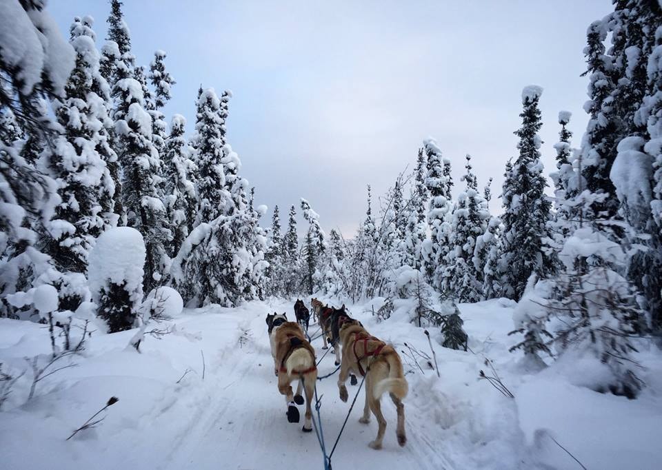 A Brief History of Alaska’s Official Sport Dog Mushing