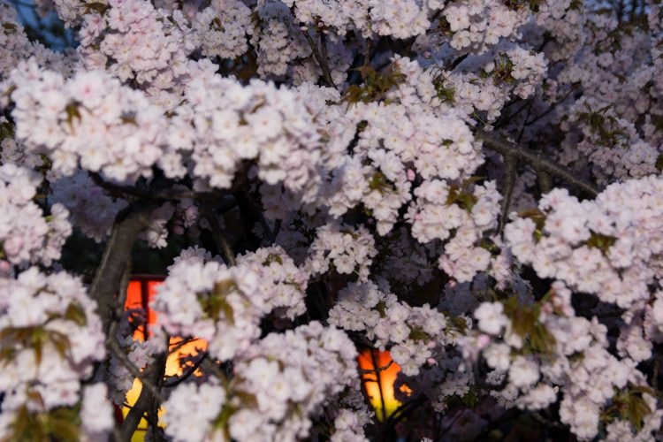 japan-mint_osaka_japan_sakura_cherry-blossom