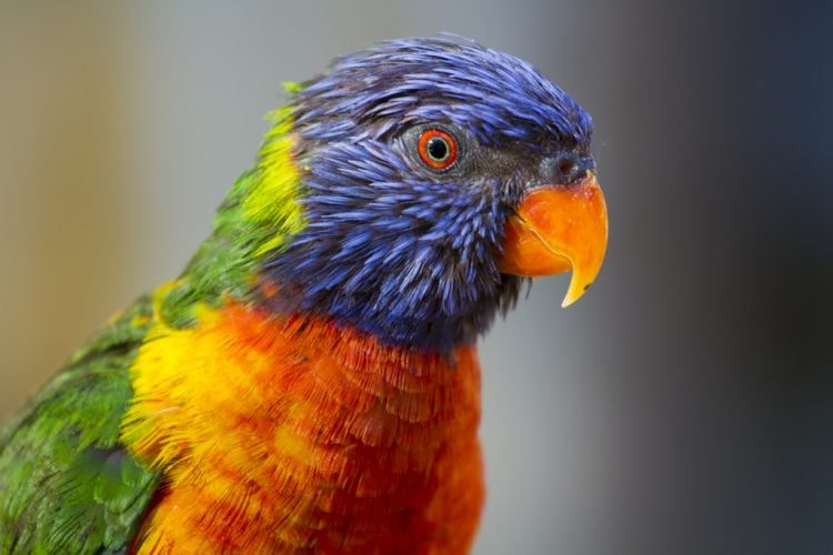 Rainbow Lorikeet at San Antonio Zoo