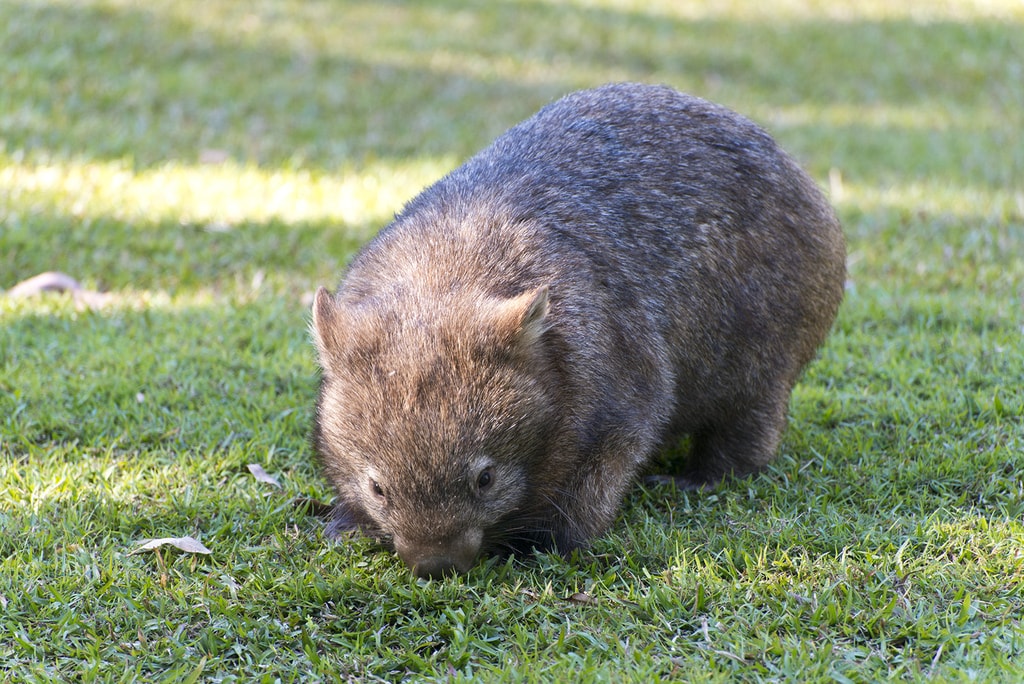 Where To See Wombats in Australia