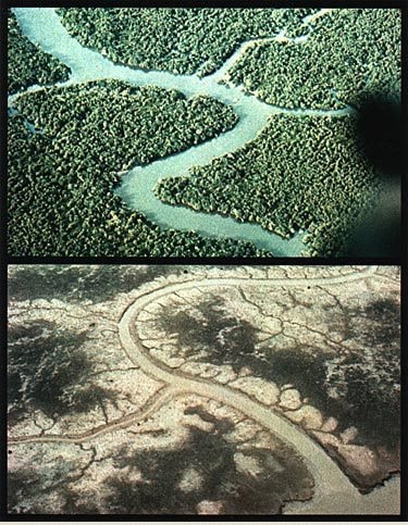Before_and_after_spraying_agent_orange
