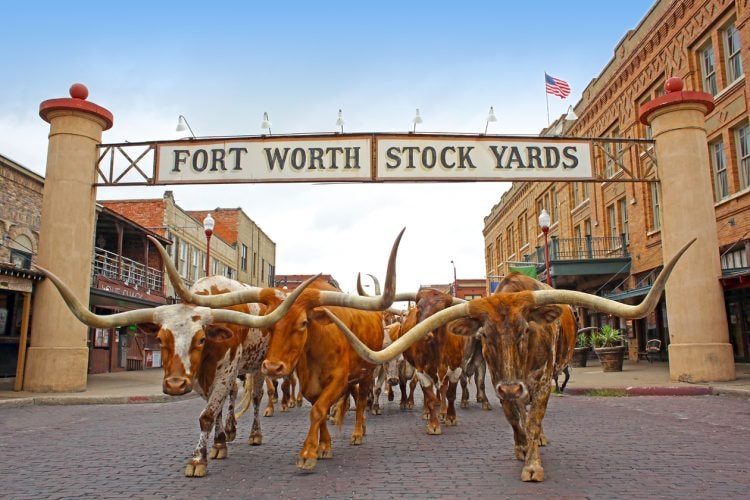 There are twice-daily longhorn cattle drives at the Fort Worth Stock Yards