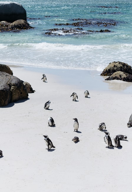 Simon's Town-Cape Town-South Africa