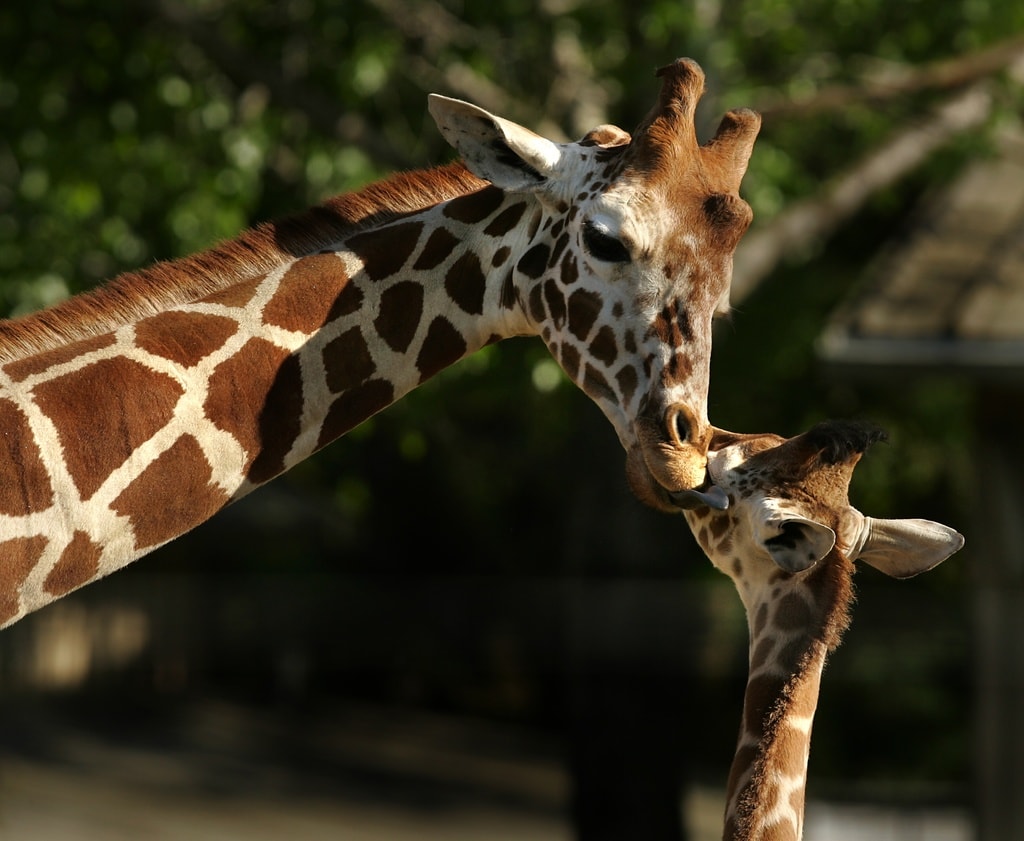 Giraffe_Mom_and_Baby-Sarah-JaneTarr
