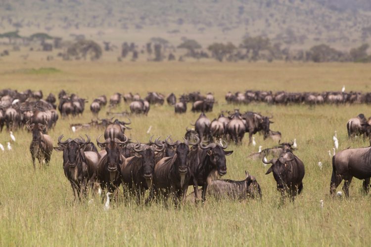 Wildebeests grazing in Serengeti National Park in Tanzania, East Africa