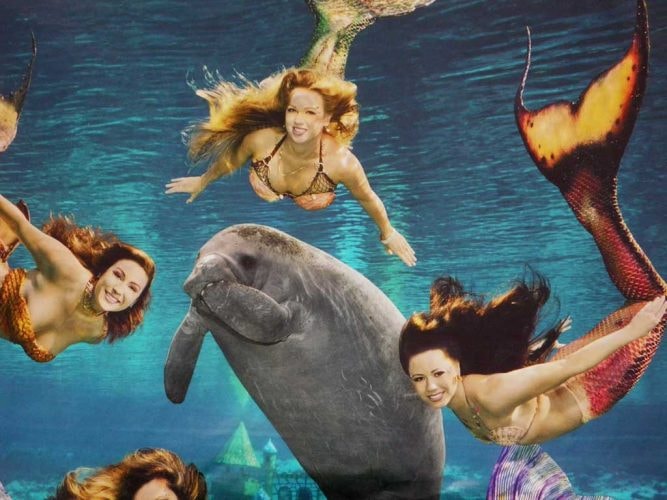 The mermaids of Weeki Wachee Springs.