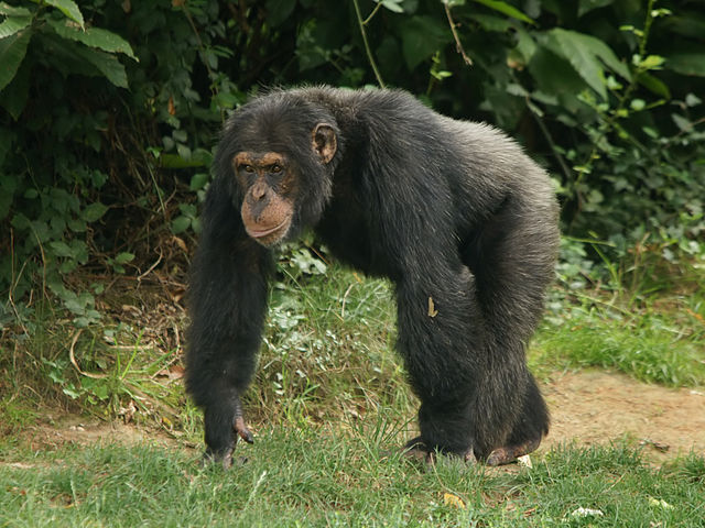 Pan troglodytes (male)