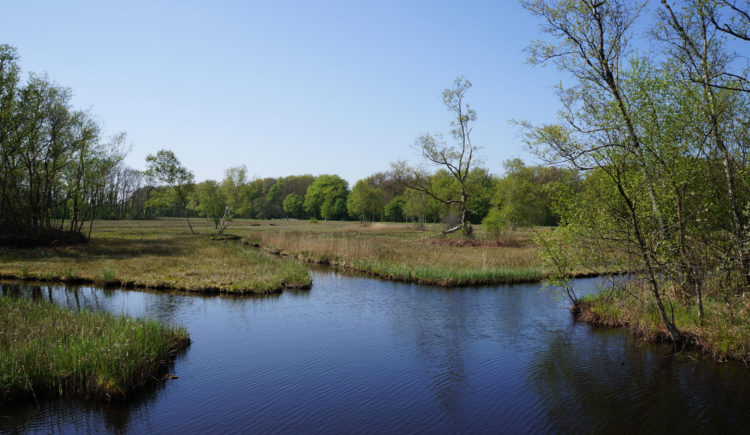 Amstelveense Poel, part of the Amsterdamse Bos, Amsterdam