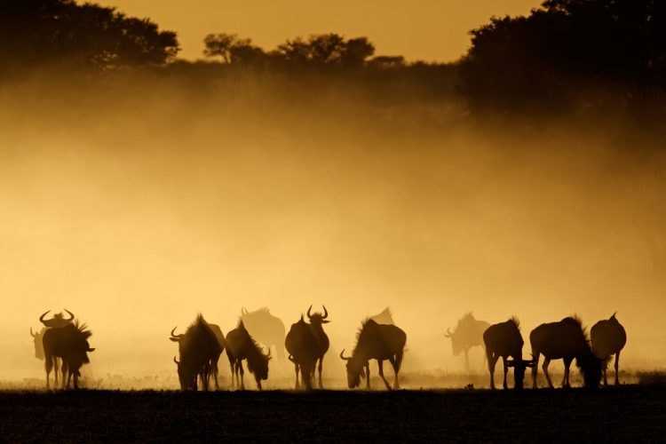 Blue wildebeests in South Africa