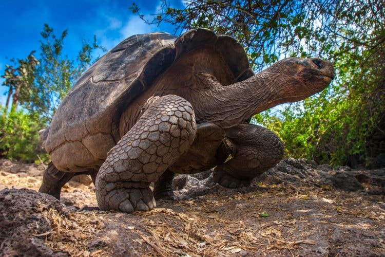 Galapagos tortoise, Galapagos Islands, Ecuador