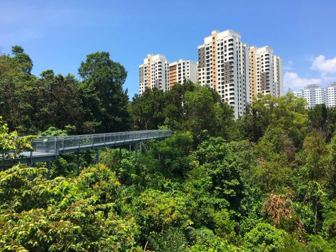 Tree top forest walk in the Southern Ridges trail, Singapore.