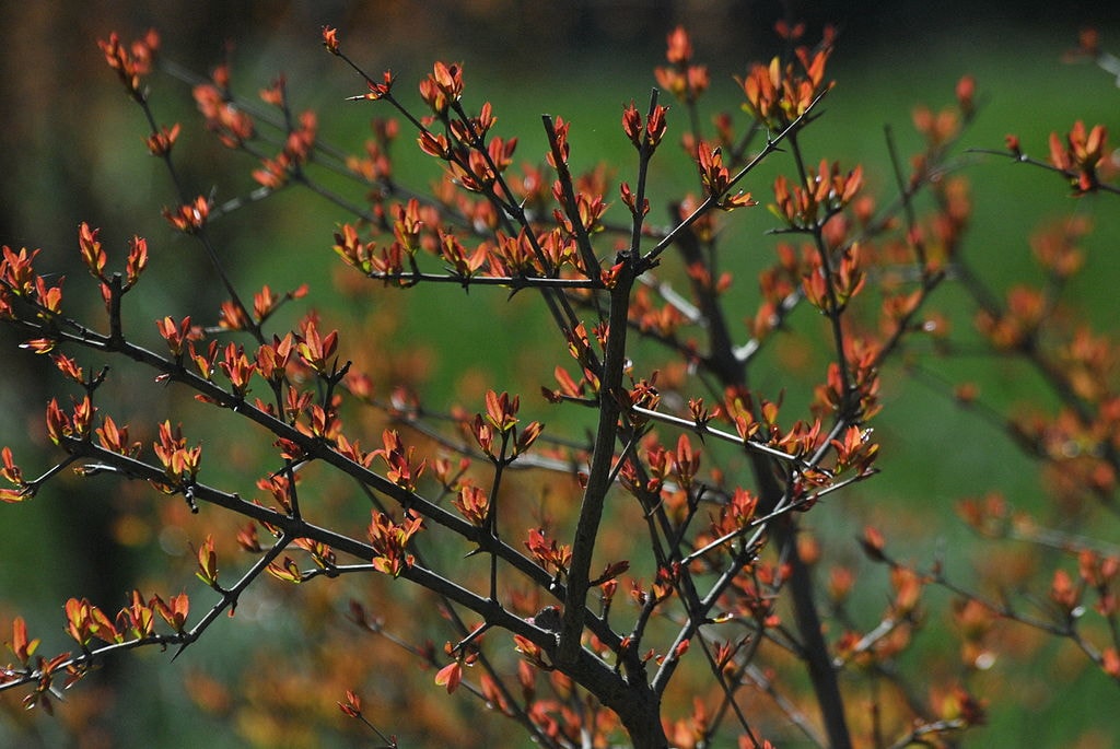 Spring_in_Georgia