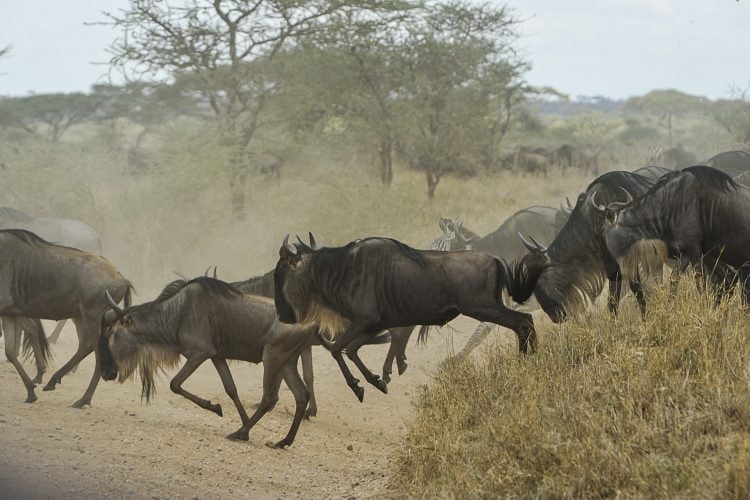 Migrating wildebeest