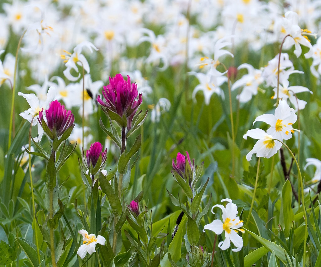 Where to See Beautiful Spring Flowers in the USA