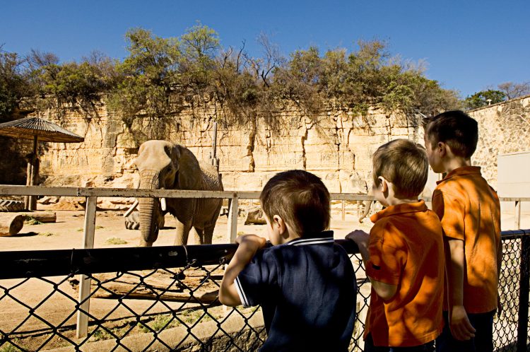 Three brothers watching an elephant at the San Antonio Zoo.