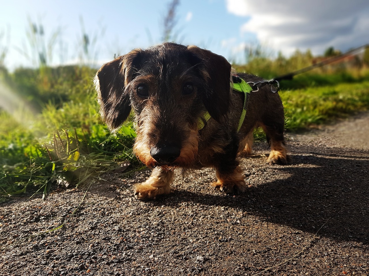 european dachshund