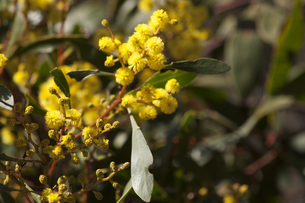 Golden Wattle 11 Facts About Australia's National Flower