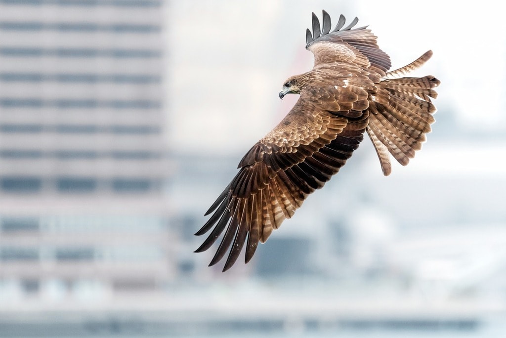 Where to Spot Hong Kong’s Amazing Birds of Prey